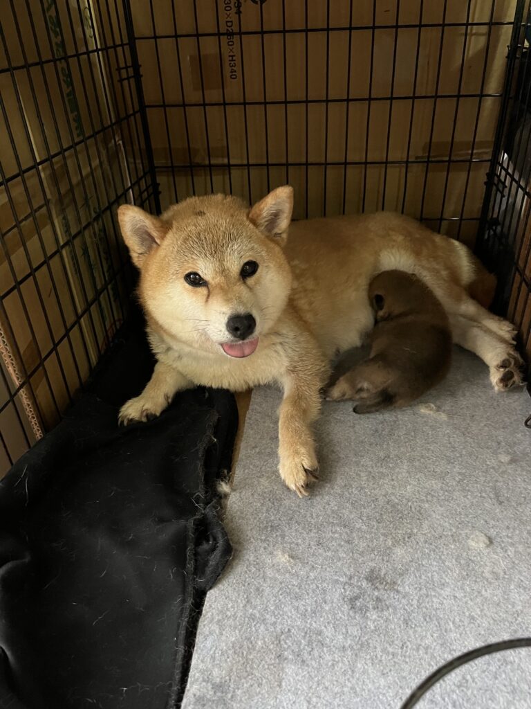 子犬 雄　　標 準タイプ